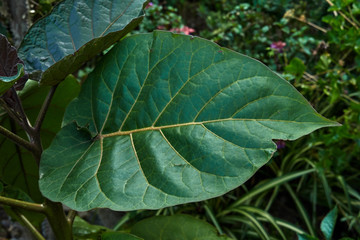 hoja verde