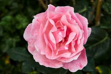 rosa abierta