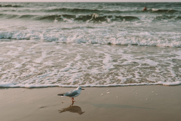 Sunset on the baltic sea with seagulls. Summer time. Golden hour