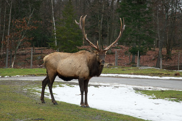 Naklejka na ściany i meble A lone elk in the woods