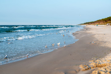 Sunset on the baltic sea with seagulls. Summer time. Golden hour