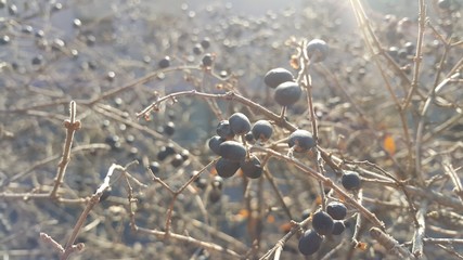Closeup view of Black mountain ash berries