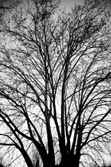 black & white silhouette of tree 