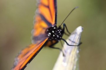 Monarch Butterfly