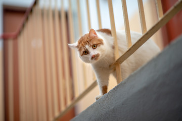 cat upside down on stair case