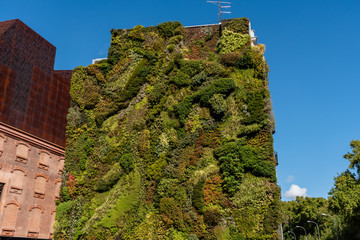 Vertical garden - lawn growing on the side wall of a building in Madrid, Spain