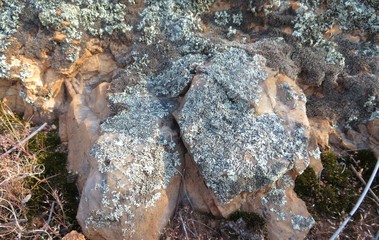 lichen on a stone