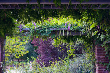 Daisy flower against blue sky,Shallow Dof