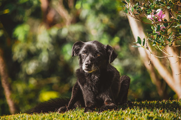 Portrait dog in the garden