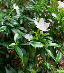 Jasmine flowers 