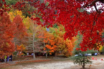 Maple Leaf is Autumn background with red & yellow leaves.(Wuling Farm in Taichung,Taiwan)