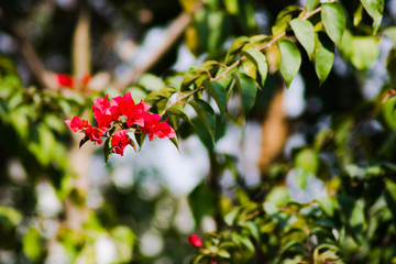 red berries of viburnum on a branch