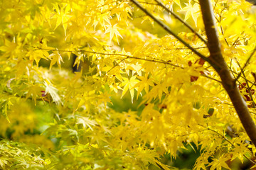 紅葉狩り　カエデ　黄色イメージ