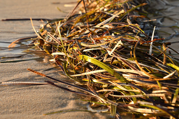 Seagrass clump lays on sandy beach.