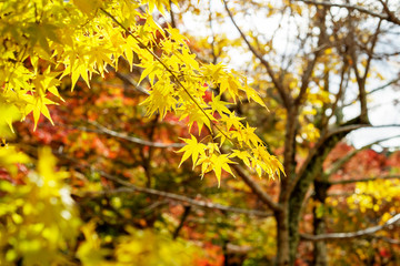 紅葉狩り　カエデ　黄色イメージ