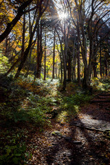 大山行者コースの秋（大山隠岐国立公園/鳥取県）