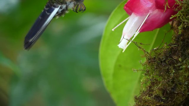 Hummingbirds: several Velvet-purple Coronets (Boissonneaua jardini) competing for nectar from a Cavendishia flower, near Mindo on the western slopes of the Andes, Ecuador