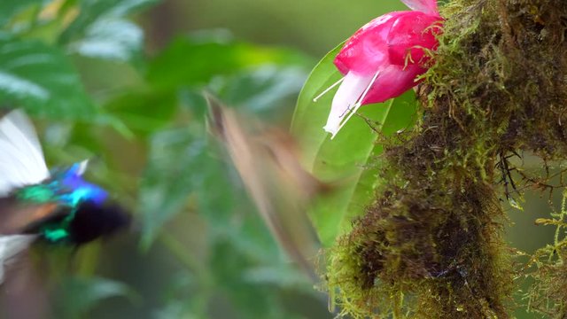 Hummingbirds: several Velvet-purple Coronets (Boissonneaua jardini) competing for nectar from a Cavendishia flower, near Mindo on the western slopes of the Andes, Ecuador