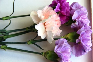 bouquet of flowers. Carnation