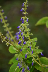 Flores de Chinas 