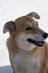 Smooth coated Border Collie mix.