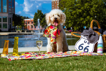 Dog having a picnic in the park