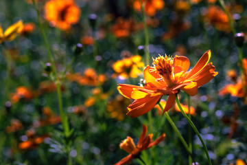 Orange Flower in the Garden