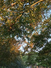forest tree in park by street