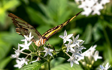 butterfly on a flower