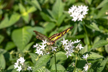 butterfly on a flower