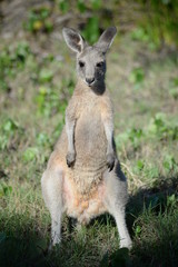 Fototapeta na wymiar Joey kangaroo