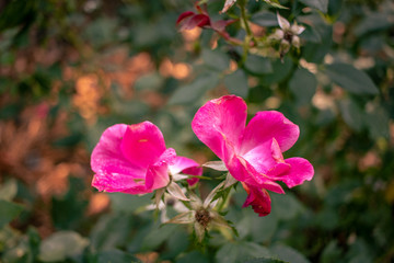 Obraz premium pink rose bush