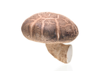 Shiitake mushrooms isolated on the white background.