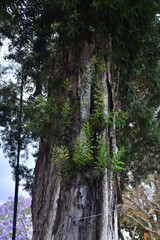 Fototapeta premium Arboles de Ciudad