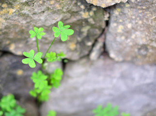 Fragile delicate trefoil plant on a stone wall.