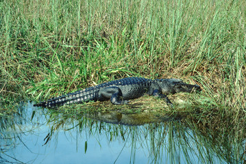 American Alligator (Alligator Mississippiensis)