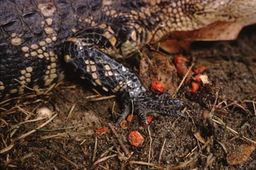 American Alligator (Alligator Mississippiensis) Front Foot