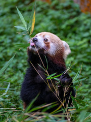 rare red panda in the forest