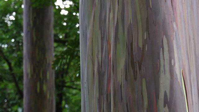 Rainbow Eucalyptus Trees 