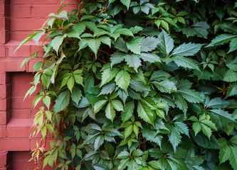 Fototapeta na wymiar a wall of green ivy nearby and a piece of red brick wall