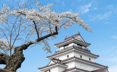 Cherry blossom full blooming around Tsuruga castle, Aizu Wakamatsu, Japan.
