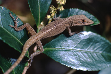 Carolina Anole (Anolis Carolinensis)