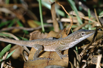 Carolina Anole (Anolis Carolinensis)