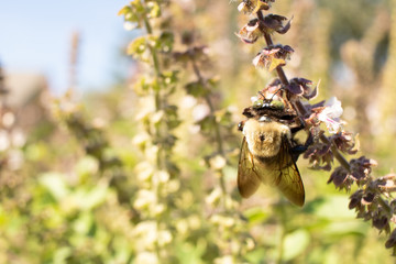 Bee Pollinating a Flower
