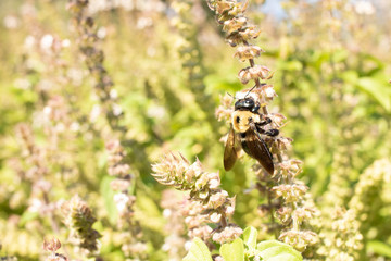 Bumble Bee on a Flower