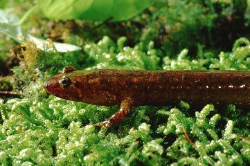 Dusky Salamander (Desmognathus Fuscus)