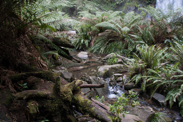 Fototapeta premium Nature
