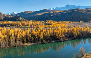 Wild mountain river, forest shores. Autumn view, sunny day. Blue sky and snow-capped peaks.
