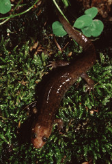 Dusky Salamander (Desmognathus Fuscus)