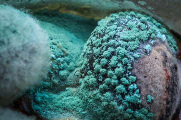 Mold deposited on black olives